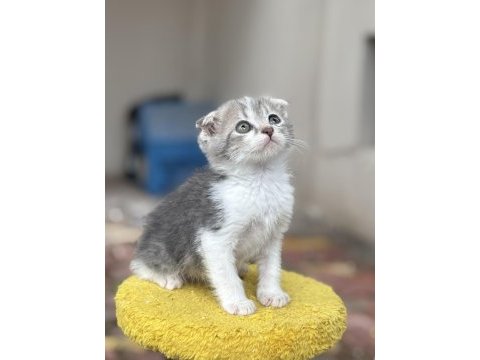 2 aylık erkek scottish fold