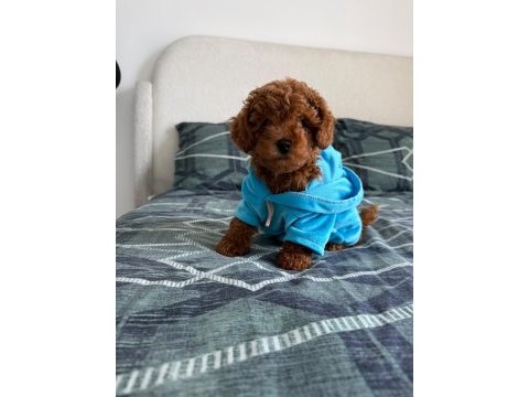 3 aylık poodle oğlum en fazla 3 kg olacak