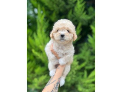 Orijinal maltipoo yavrular randevu alarak bakabilirsiniz