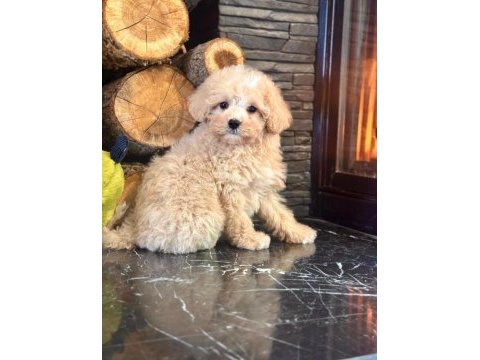 Teddy surat kore kan maltipoo yavrularımız