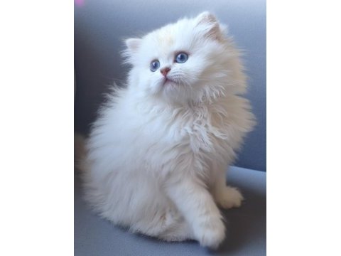 British longhair gökyüzünün en güzel tonu bu gözlerde