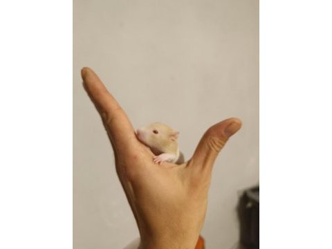 Rat yavruları