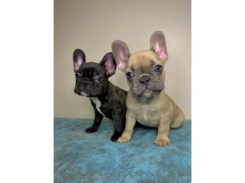 French bulldog a kalite yavrular