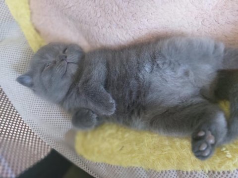 Safkan british shorthair gri erkek