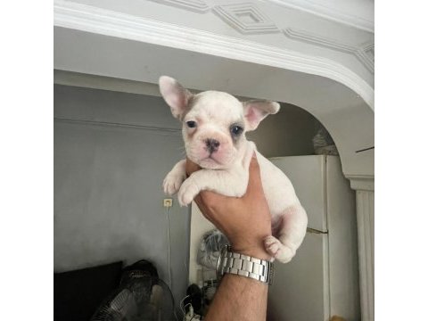 Sağlık ve ırk garantili french bulldog yavrularımız 