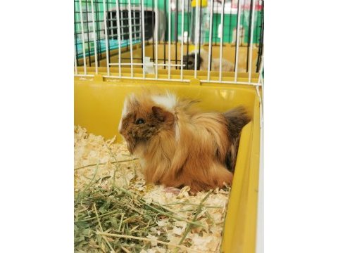 Her renkten guinea pig bebeklerim mevcut