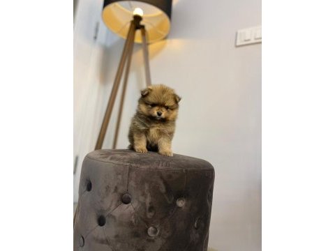 41 günlük pomeranian yavrularımız anne baba orjinal