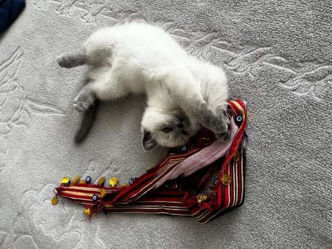 Scottish fold bal köpüğüme yuva arıyoruz