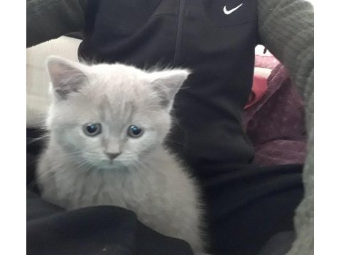 Erkek 60 günlük british shorthair