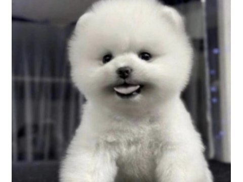 Pomeranian boo köpeği