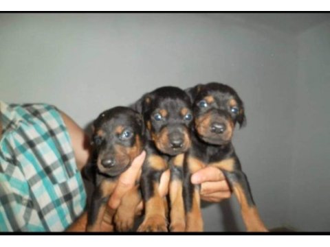 Harika kalitede doberman yavruları