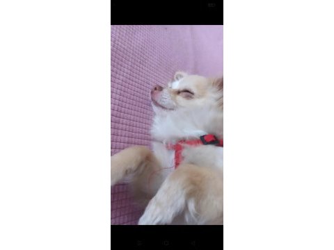 Chihuahua dişi eğitimli manken köpeğimiz