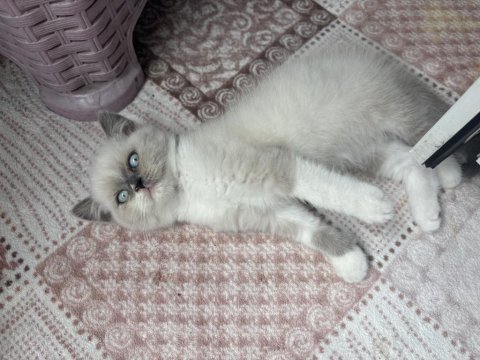 British shorthair blue point