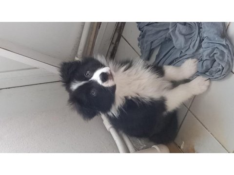 Border collie birinci sınıf acarlar sarıyer