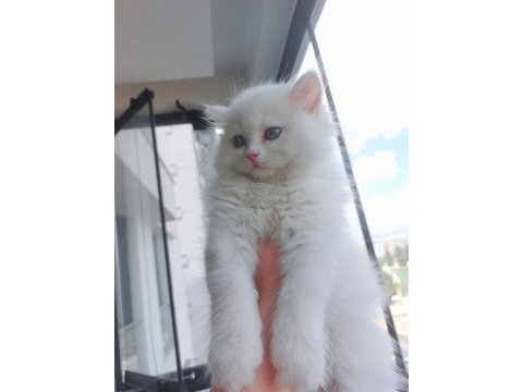 2 aylık iran kedisi