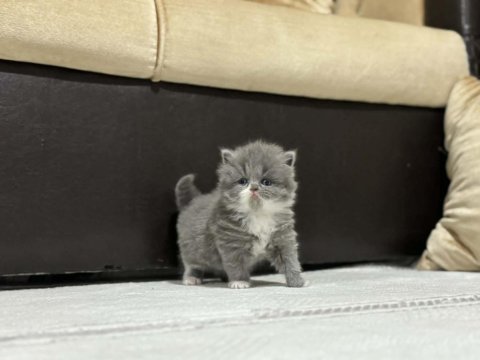 British longhair ve shorthair