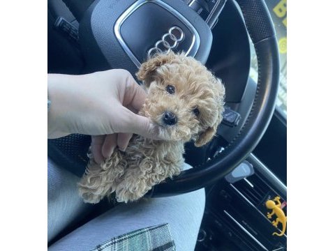 Maltipoo yavrularımız