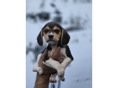 Ruhsatlı çiftliğimizden a kan beagle yavruları