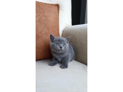 Safkan orijinal british shorthair yavrularımız