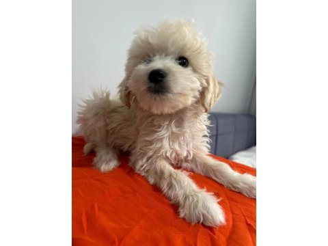 Maltipoo yavrum 55 günlük