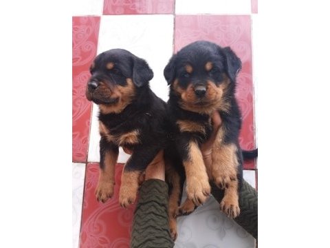 A klas rottweiler yavruları