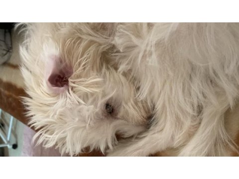 4 aylık dişi terrier