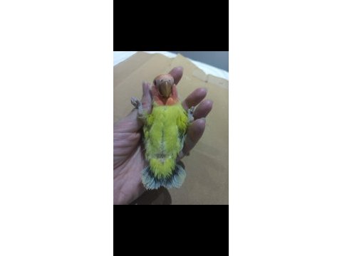 Full evcil nadir renk lila kuyruklu sevda papağanı yavrusu