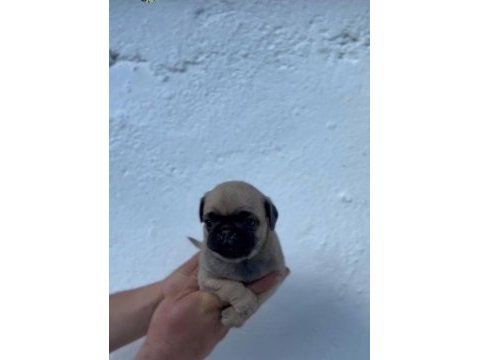 Pug mops yavrular ırk sağlık garantili