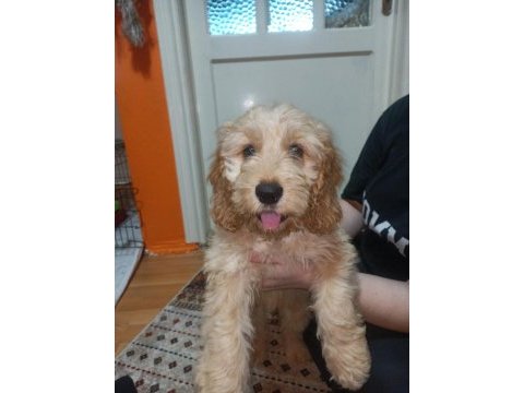 Eğitimli toy poodle