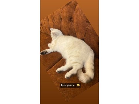 Silver british shorthair