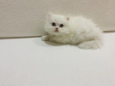 Oyuncu sevecen pamuk şeker british longhair yavrularım