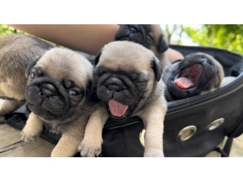 Pug yavrularımız sahiplendirilecektir