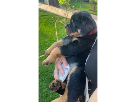 Harika rottweiler bebek köpekler