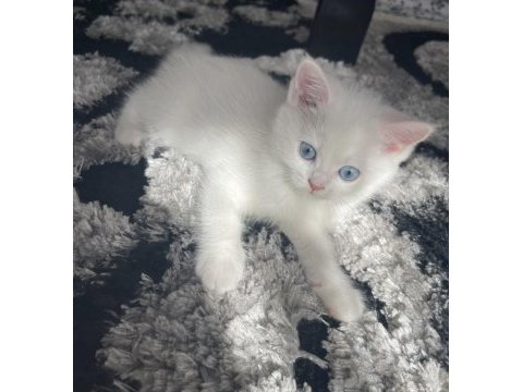 British longhair shorthair dişi ve erkek