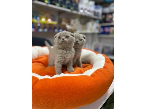Safkan biblo güzelliğinde scottish fold