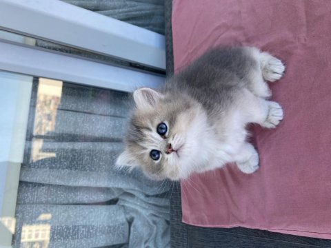 2 aylık british longhair