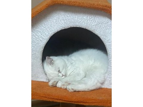Kızımıza yeni ev british shorthair