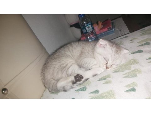 Scottish fold dişi yavrum