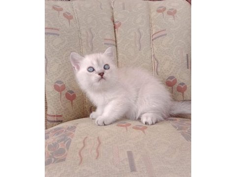 Maviş gözlü kalite british shorthair yavruları