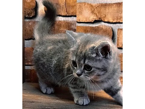 British shorthair tabby