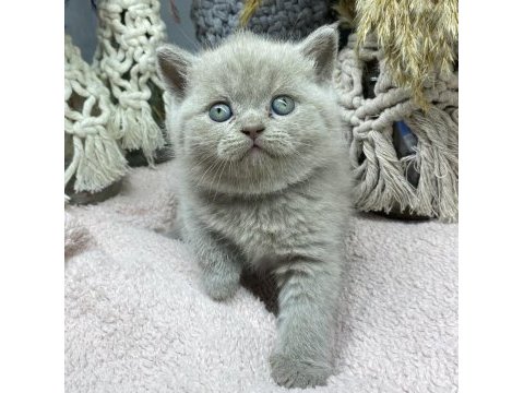 Top kafa lilac british shorthair
