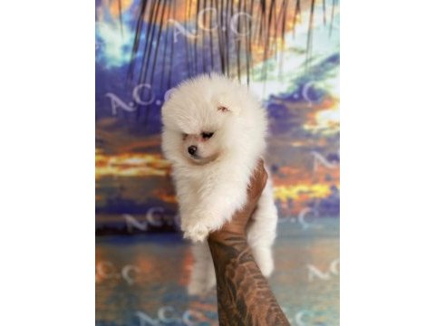 Pomeranian boo köpeği