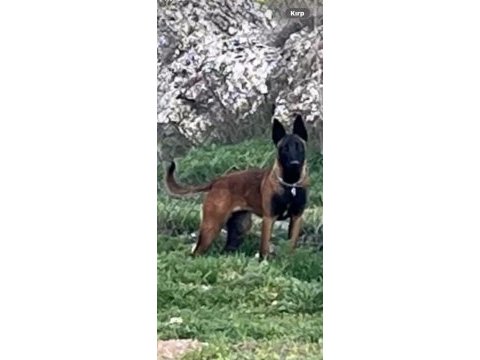 10 aylık safkan belçika kurdu dişi