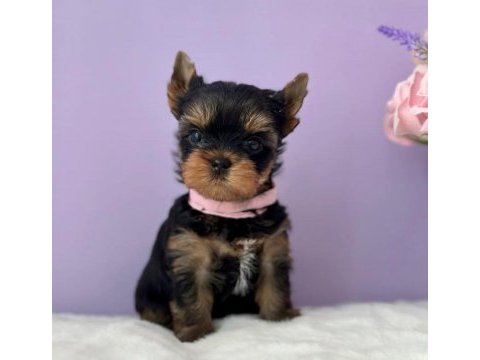 Teacup yorkshire terrier minikler