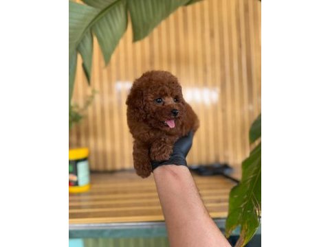 Toy poodle iki aylık