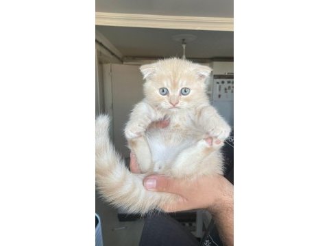 Acil yuva scottish fold yavrular