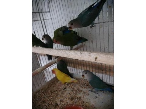Yavru yetişkin sevda papağanı