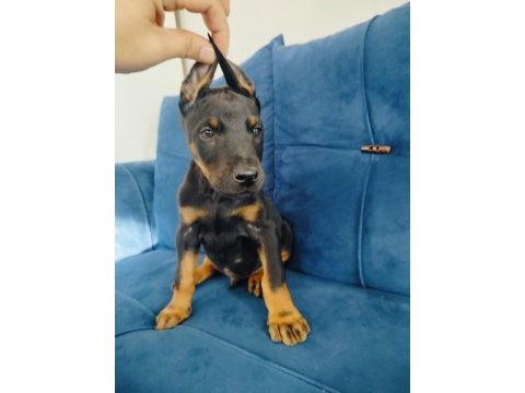 A kalite doberman yavruları