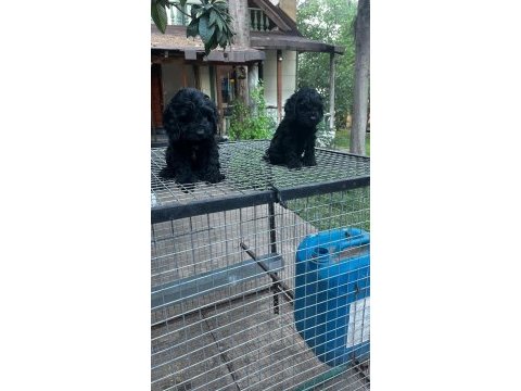 Dünyalar tatlısı özel renk maltipoo yavrular