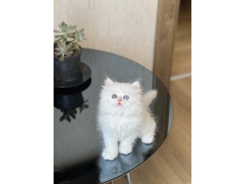 Mükkemmel kalite isteyene british longhair